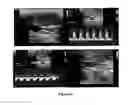 Fig. 09 - Methods for producing a non human model for aortic aneurysm