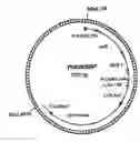 Fig. 01 - Corn Event PV-ZMIR13 (MON863) Plants and Compositions and Methods for Detection Thereof