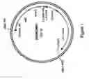 Fig. 02 - Corn Event PV-ZMIR13 (MON863) Plants and Compositions and Methods for Detection Thereof