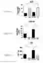 Fig. 04 - SHIP-deficiency to increase megakaryocyte progenitor production