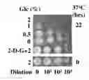 Fig. 01 - Anti aging agents and methods to identify them