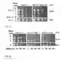 Fig. 07 - Anti aging agents and methods to identify them