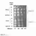 Fig. 24 - Anti aging agents and methods to identify them