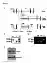 Fig. 02 - USES AND METHODS RELATING TO NDR KINASE EXPRESSION AND/OR ACTIVITY