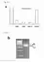 Fig. 02 - Nucleic acid molecules encoding BANK1 splice variants