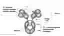 Fig. 01 - Methods and Structural Conformations of Antibody Preparations with Increased Resistance to Proteases