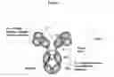Fig. 02 - Methods and Structural Conformations of Antibody Preparations with Increased Resistance to Proteases