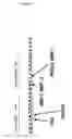 Fig. 04 - Methods and Structural Conformations of Antibody Preparations with Increased Resistance to Proteases