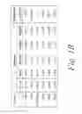 Fig. 03 - OPSONIC AND PROTECTIVE ANTIBODIES SPECIFIC FOR LIPOTEICHOIC ACID OF GRAM POSITIVE BACTERIA