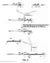 Fig. 06 - IN VIVO MODULATION OF NEURONAL TRANSPORT