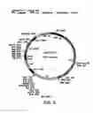 Fig. 07 - IN VIVO MODULATION OF NEURONAL TRANSPORT