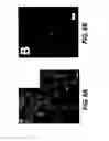 Fig. 08 - IN VIVO MODULATION OF NEURONAL TRANSPORT