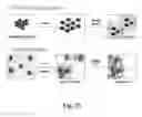 Fig. 32 - Uniform field magnetization and targeting of therapeutic formulations