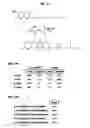 Fig. 07 - Liposomal Formulations of Tocopheryl Amides