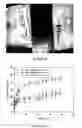 Fig. 07 - Biocompatible and Biodegradable Biopolymer Matrix
