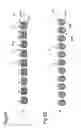 Fig. 07 - Adhesive sheet and transfer tool