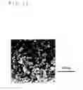 Fig. 12 - Membrane and electrode assembly and method of producing the same, and polymer electrolyte membrane fuel cell