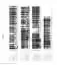 Fig. 09 - Glucuronyl C5-Epimerase, DNA encoding the same and uses thereof