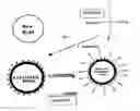 Fig. 01 - Nucleic acid anchoring system comprising covalent linkage of an oligonucleotide to a solid support