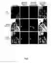 Fig. 07 - Multi-channel medical imaging system