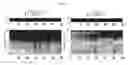 Fig. 02 - Mouse models with enhanced essential tremor and preparation method thereof