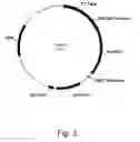 Fig. 04 - Polypeptides having acetylxylan esterase activity and polynucleotides encoding same