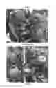 Fig. 02 - Apple tree named 'CIVNIRED S'