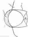 Fig. 02 - Comfortable and Cool Shirt Collar