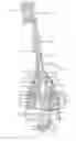 Fig. 01 - Replacement head for electric toothbrush