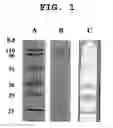 Fig. 02 - Plate for mass spectrometry, process for preparing the same and use thereof