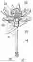 Fig. 01 - Pen having a decoration