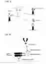 Fig. 09 - Pharmaceutical composition comprising anti-HB-EGF antibody as active ingredient