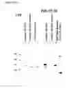 Fig. 27 - Pharmaceutical composition comprising anti-HB-EGF antibody as active ingredient