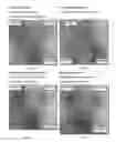 Fig. 02 - Foamable vehicle and pharmaceutical compositions thereof