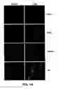 Fig. 02 - METHODS AND AGENTS FOR MODULATING AN IMMUNE RESPONSE