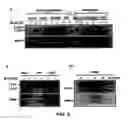 Fig. 06 - METHODS AND AGENTS FOR MODULATING AN IMMUNE RESPONSE