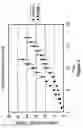 Fig. 04 - Obligately anaerobic mutant lactic acid bacterium and preparation method therefor, and expression vector functioning in obligately anaerobic lactic acid bacterium