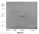Fig. 06 - Obligately anaerobic mutant lactic acid bacterium and preparation method therefor, and expression vector functioning in obligately anaerobic lactic acid bacterium