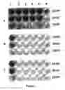 Fig. 02 - Selectively replicating viral vectors