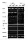 Fig. 08 - METHOD AND ASSAY FOR GLYCOSYLATION PATTERN DETECTION RELATED TO CELL STATE OF STEM CELLS
