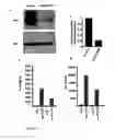 Fig. 07 - TREATMENT OF INFLAMMATORY DISEASES