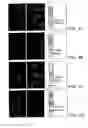 Fig. 06 - HUMAN RECEPTOR PROTEINS; RELATED REAGENTS AND METHODS
