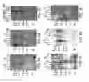 Fig. 07 - HUMAN RECEPTOR PROTEINS; RELATED REAGENTS AND METHODS