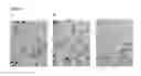 Fig. 04 - AGGLOMERATION OF STARCH