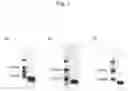 Fig. 02 - PEPTIDE HAVING LIFE-LENGTHENING EFFECT ON CELLS