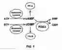 Fig. 02 - Isoform-selective inhibitors and activators of PDE3 cyclic nucleotide phosphodiesterases