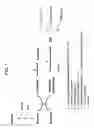 Fig. 02 - Production of 3-hydroxypropionic acid using beta-alanine/pyruvate aminotransferase