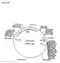 Fig. 07 - RECOMBINATIONAL CLONING USING NUCLEIC ACIDS HAVING RECOMBINATION SITES