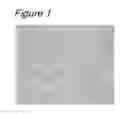 Fig. 02 - NOVEL METHOD FOR SPECIMEN PREPARATION, WHICH ENSURES PRESERVATION OF TISSUE MORPHOLOGY AND NUCLEIC ACID QUALITY