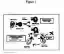 Fig. 02 - Methods to activate or block the HLA-E/Qa-1 restricted CD8+ T cell regulatory pathway to treat immunological disease